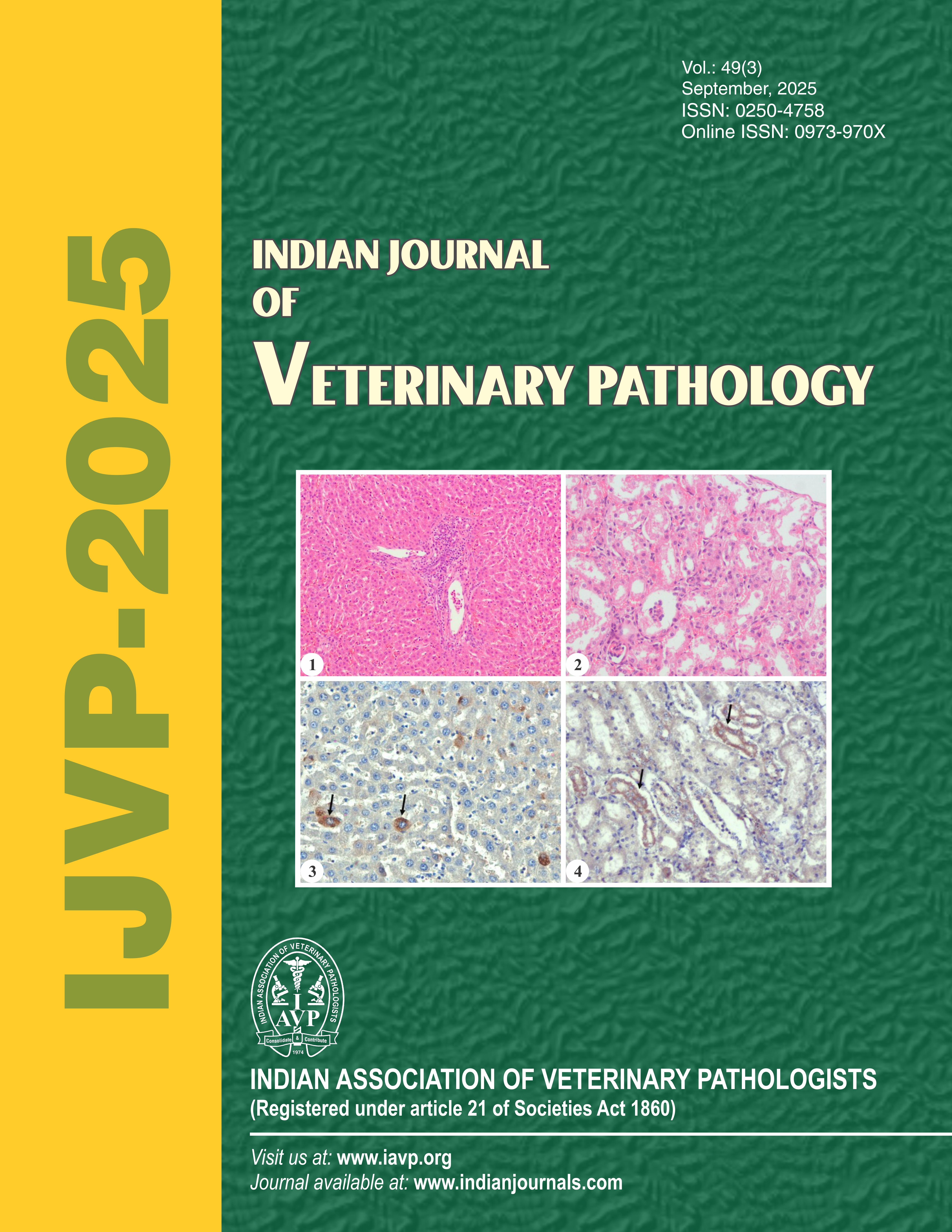 View Vol. 49 No. 3 (2025): Indian Journal of Veterinary Pathology